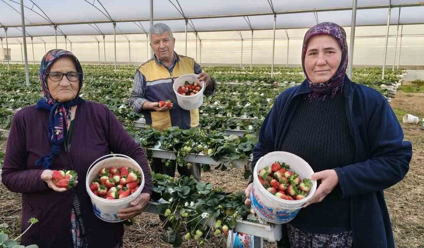 Silifke'de örtü altı çilekte bahar hasadı: Kilosu 140 ile 160 TL arasında