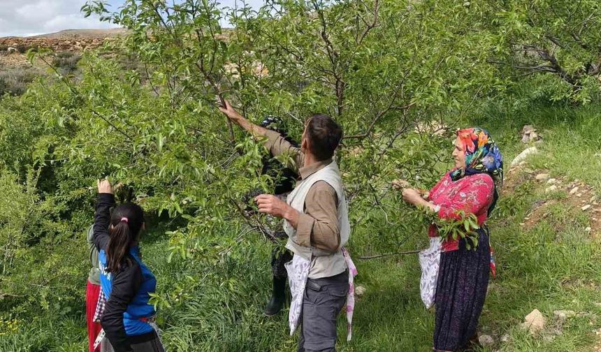 Turfanda çağla hasadı erken başladı