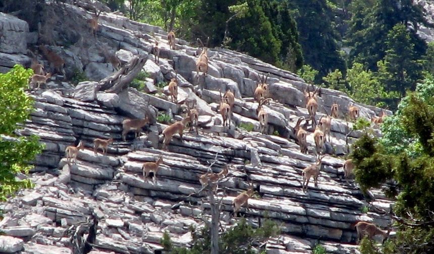 Zirveler karla kaplanınca yaban keçileri yerleşim alanlarına indi