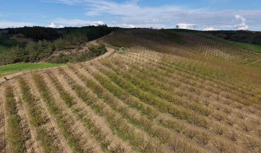 Adana'da dolu kayısı bahçelerini vurdu, çağlalar yere döküldü