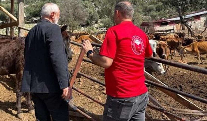 Adana'da 'Güney Sarısı' bereketi: Yerli ırk üreticinin yüzünü güldürüyor