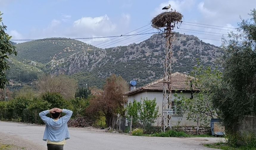 Baharın habercisi leylek, yuvasına bu yıl da eşiyle birlikte geldi
