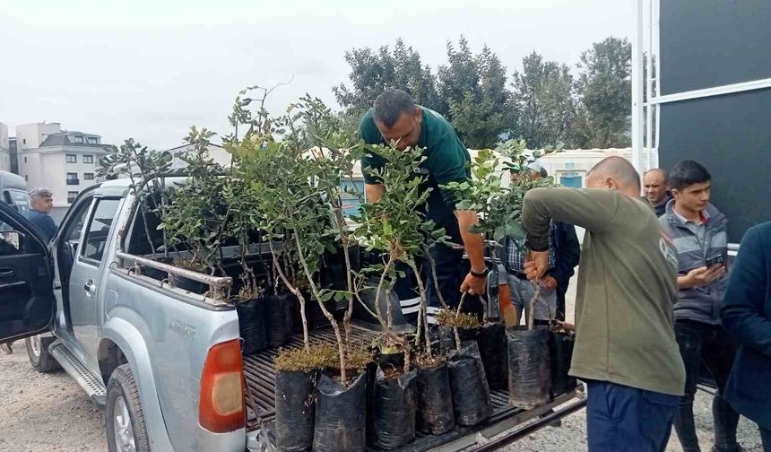Büyükşehir'den Alanya'nın coğrafi işaretli keçiboynuzuna destek