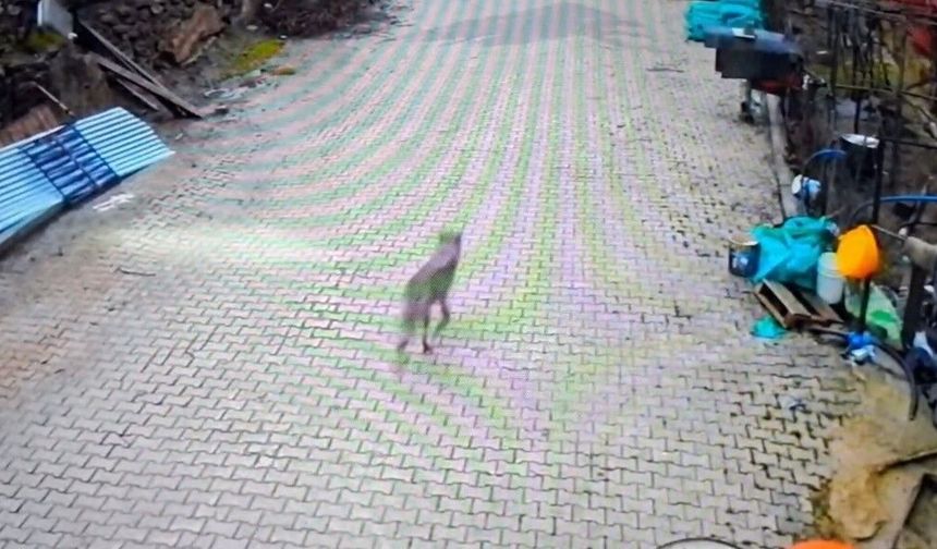 Feke'de yerleşim alanına inen kurt görüntülendi