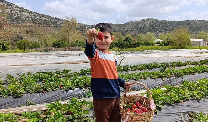 Hasadı çiftçi değil, vatandaş yaptı