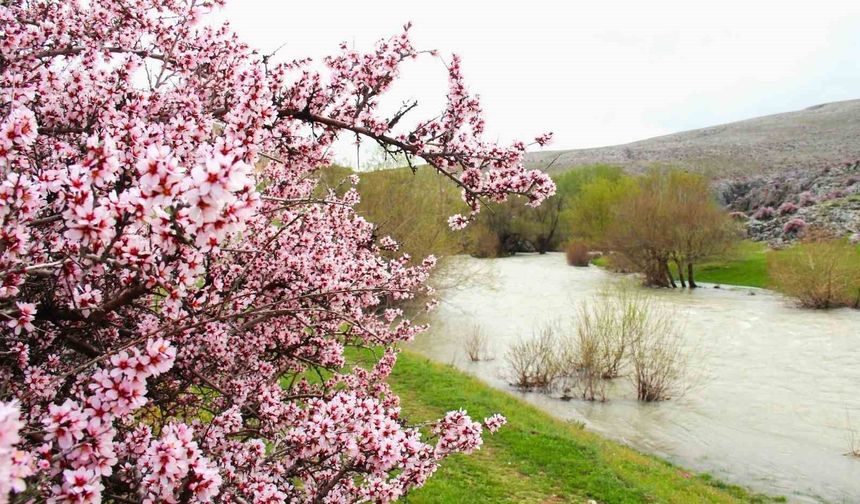 Hurman Çayı çevresinde yabani bademler pembe çiçek açtı