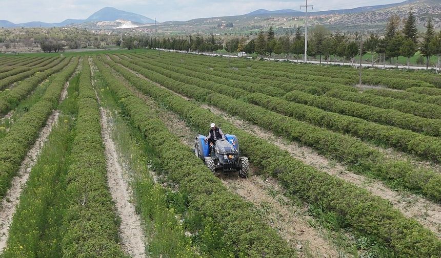 Isparta'da gül hasadı öncesi umutlar arttı: 13 bin ton rekolte bekleniyor