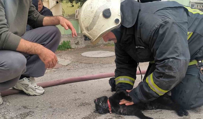 İtfaiye eri yangında dumandan etkilenen kediyi kalp masajı ile hayata döndürdü