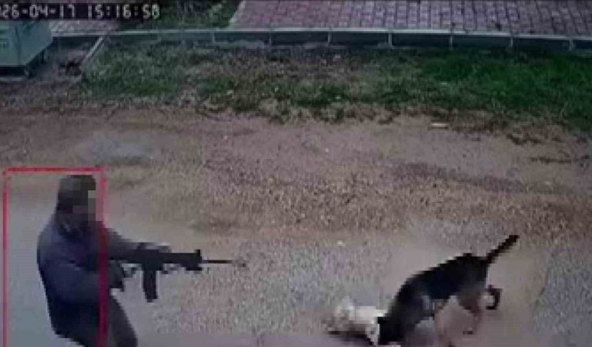 Kavga eden sokak köpeklerine tüfekle ateş edip bir köpeği öldürdü