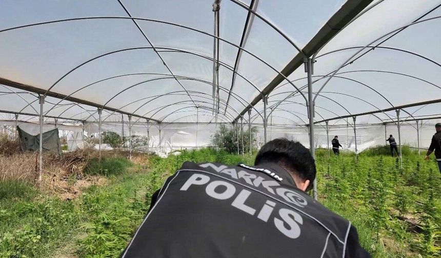 Mersin'de seraya baskın: Binlerce kök Hint keneviri ele geçirildi