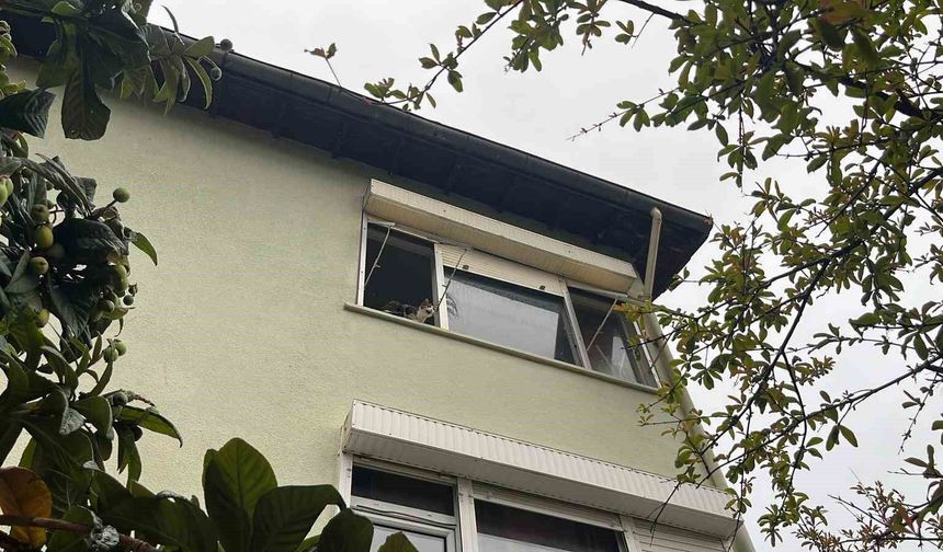 Pencereden bakan ev kedisi itfaiyeyi alarma geçirdi
