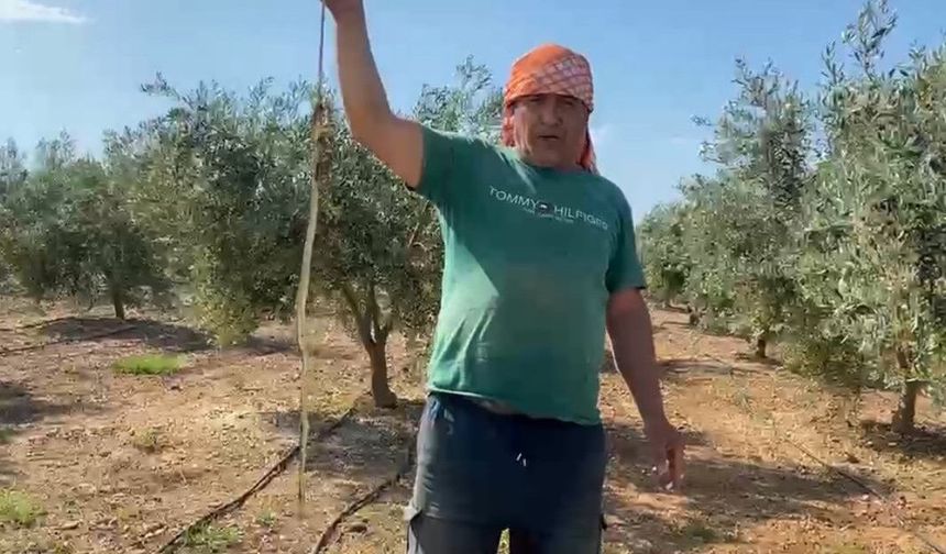 Serada karpuz toplarken yılanla burun buruna geldi