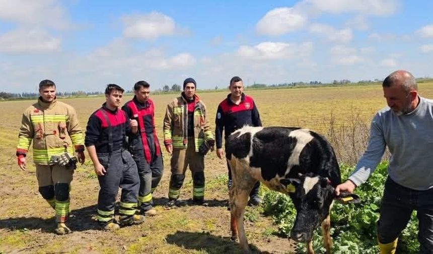 Su kanalına düşen inek itfaiye ekipleri tarafından kurtarıldı