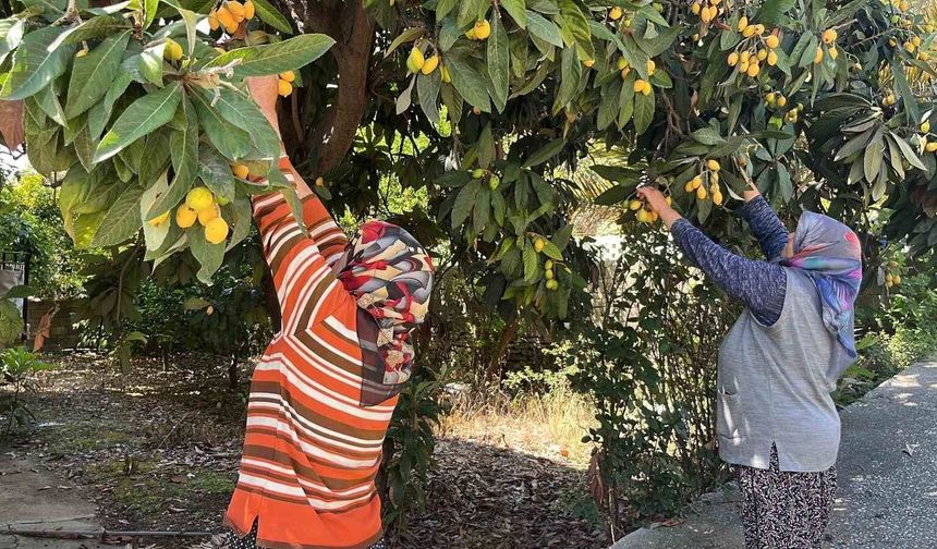 Talep azalınca bedava dağıttı, poşetini alan bahçeye koştu