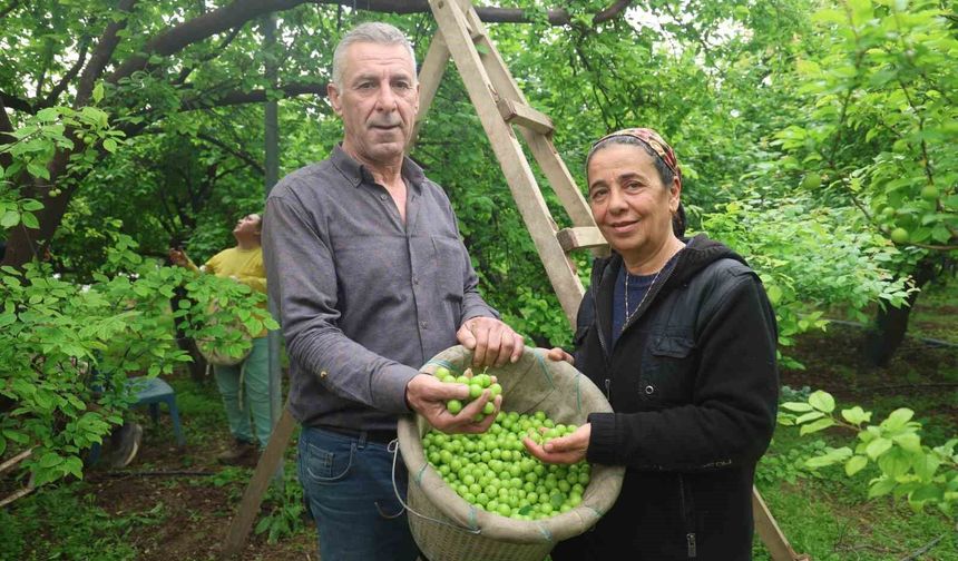 Turfanda can eriği Avrupa ülkelerine ihraç ediliyor