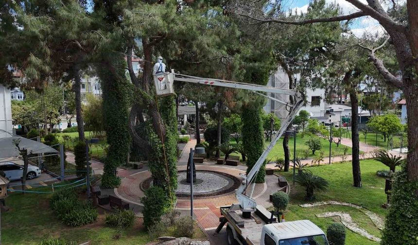 Alanya'da Akdeniz çam kabuk böceğine karşı ortak mücadele başlatıldı