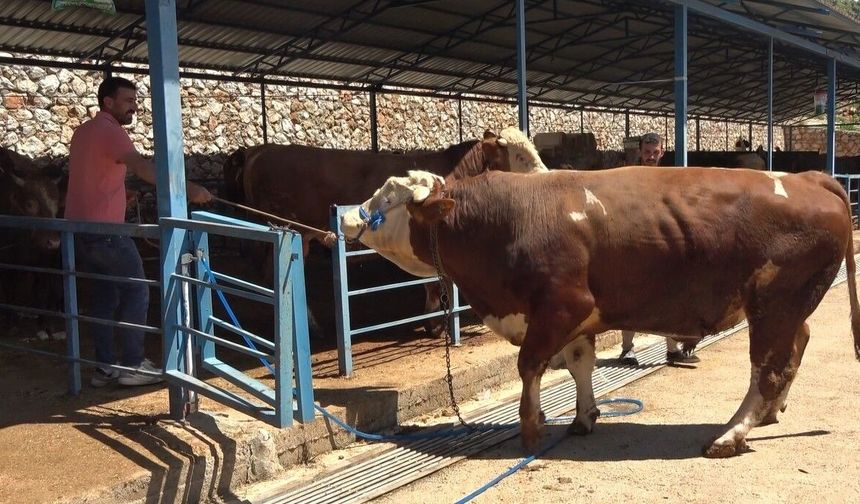Alanya'da kurban pazarının gözdesi 1 ton 200 kilogramlık dana 450 bin TL'ye alıcı buldu