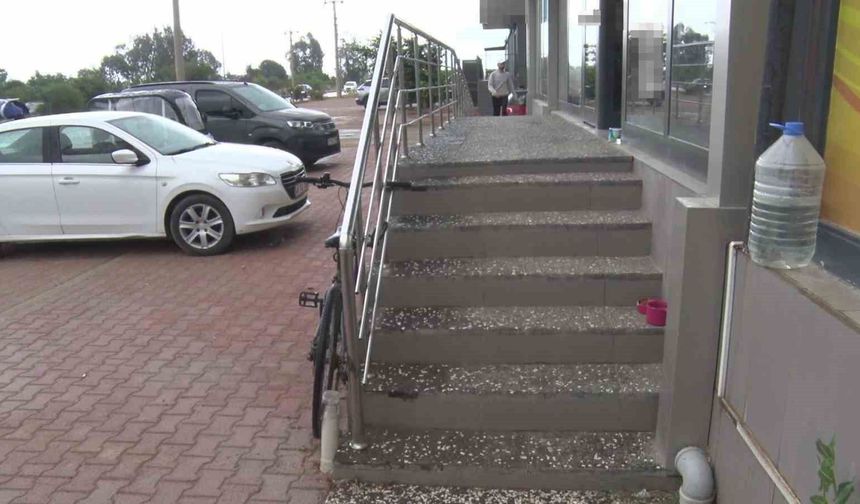 Antalya'da yabancı uyruklu şahıs kedinin üzerine bastı, köpeği tekmeledi