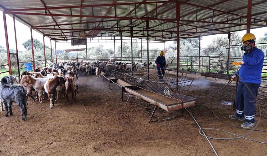 Büyükşehir'den ahırlarda karasineğe karşı mücadele