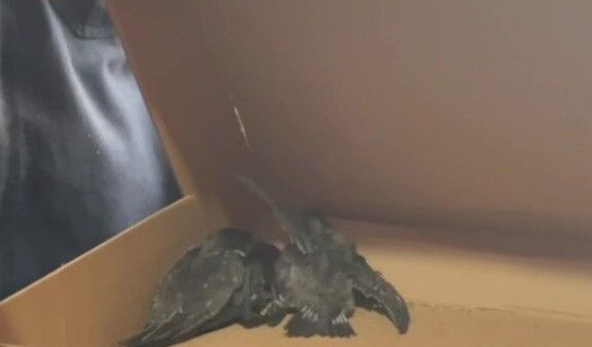 Havalandırma borusunda mahsur kalan 3 yavru kuş kurtarıldı