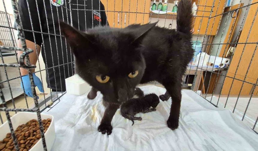 Havalandırma boşluğuna düşen kedi ve yavruları kurtarıldı