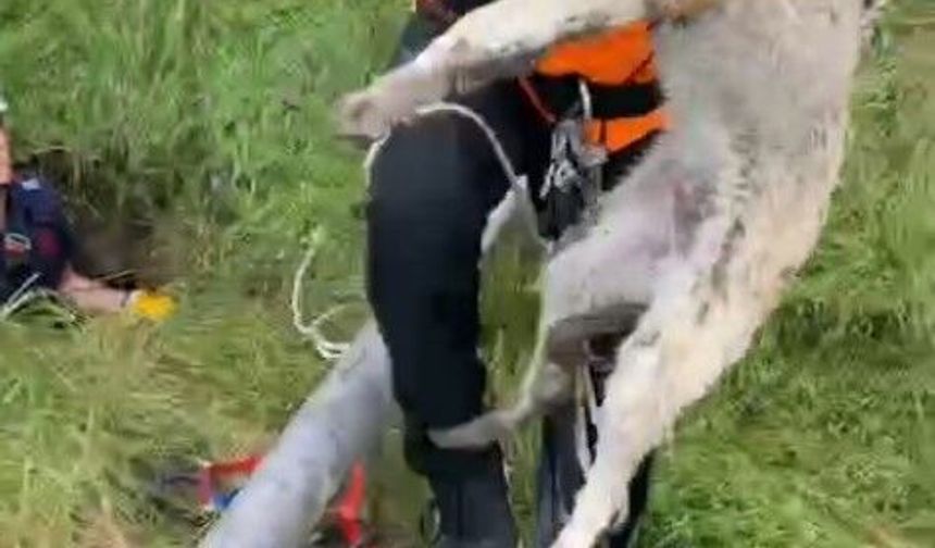 Isparta'da foseptik çukuruna düşen yavru köpek ve kaplumbağa kurtarıldı