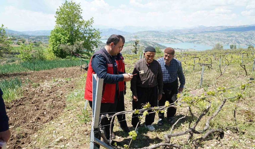 Kahramanmaraş'ta Kabarcık Üzüm'e koruma hamlesi