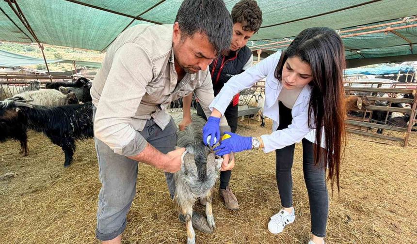 Kepez'de kurban satış ve kesim yerleri denetim altında