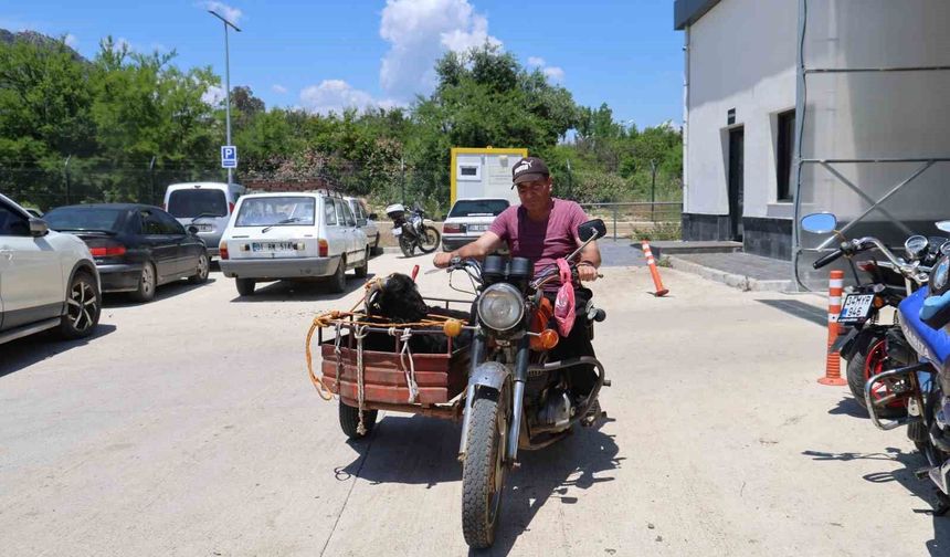 Kurbanlıkları sepetli motosikletlerle taşıdılar