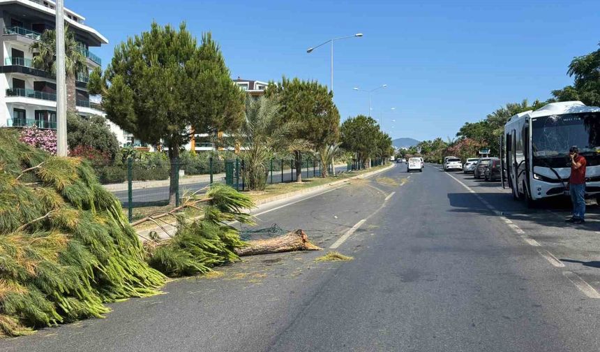 Alanya'da alkollü sürücünün kullandığı midibüs refüjü aşıp karşı şeride geçti