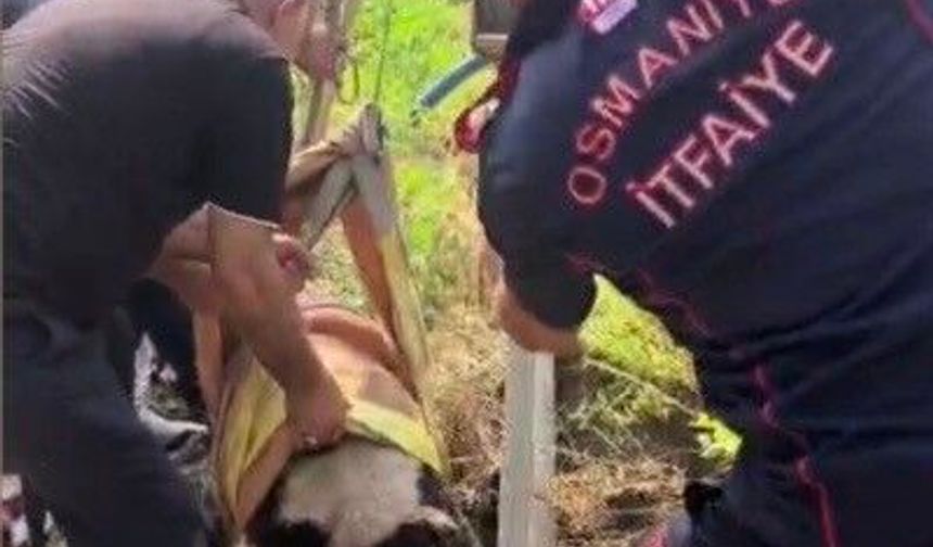 Osmaniye'de 4 metrelik kuyuda mahsur kalan buzağıyı itfaiye kurtardı