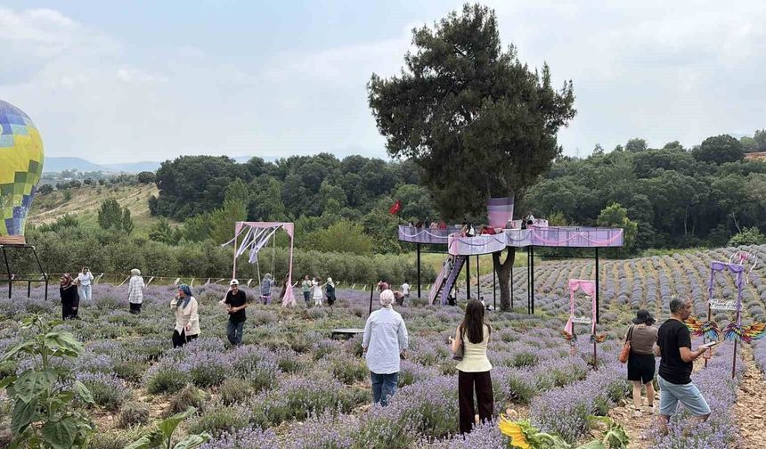 Osmaniye'de mis kokulu lavantalar arasında renkli festival