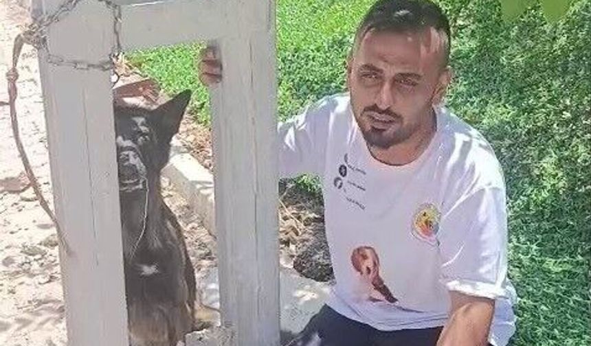 Belçika kurdunu zehirleyip direğe asarak telef ettiler