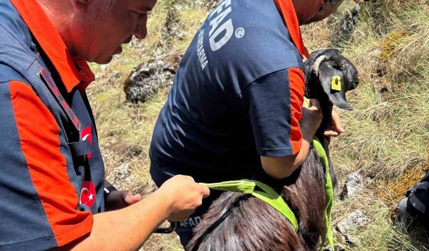 Dağda mahsur kalan keçiler kurtarıldı
