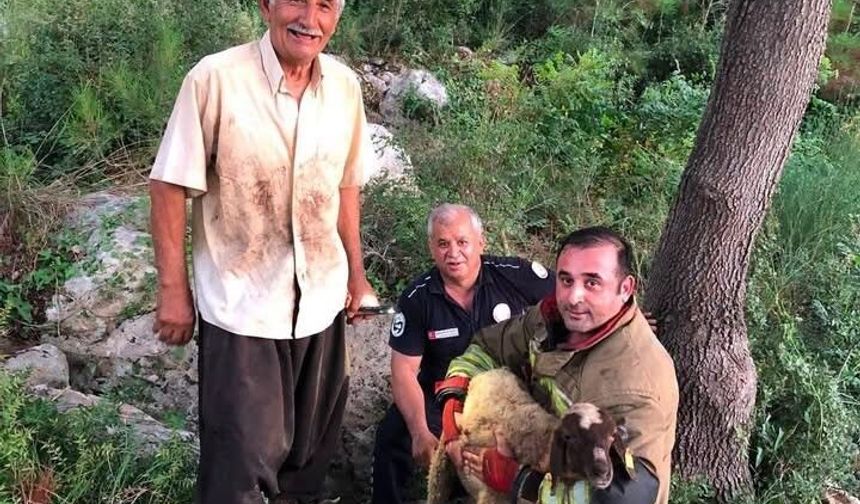 İskenderun'da dereye düşen koyun itfaiye ekiplerince kurtarıldı