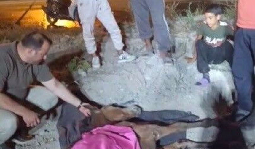 Minibüsün çarptığı başıboş at 'Haybulans' ile tedaviye alındı