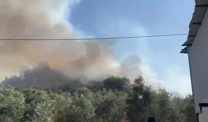 Aksu'da ormanlık ve zeytinlik alanda yangın