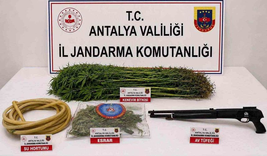 Alanya'da 120 kök kenevir ele geçirildi
