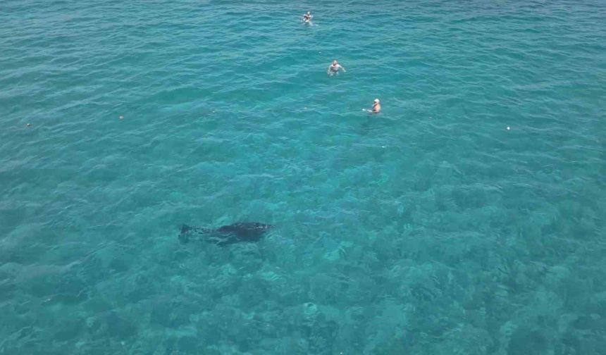 Alanya'da kıyıya yaklaşan yunus turistlerle yüzdü