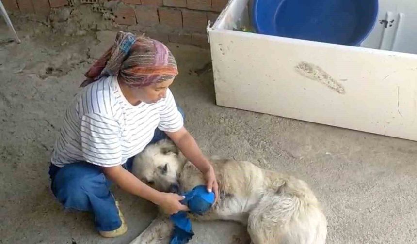Çoban köpeğini tüfekle vurup sakat bıraktılar