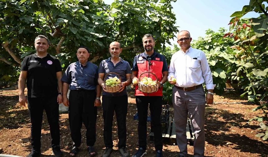 Kahramanmaraş'ta Abbas inciri hasadı