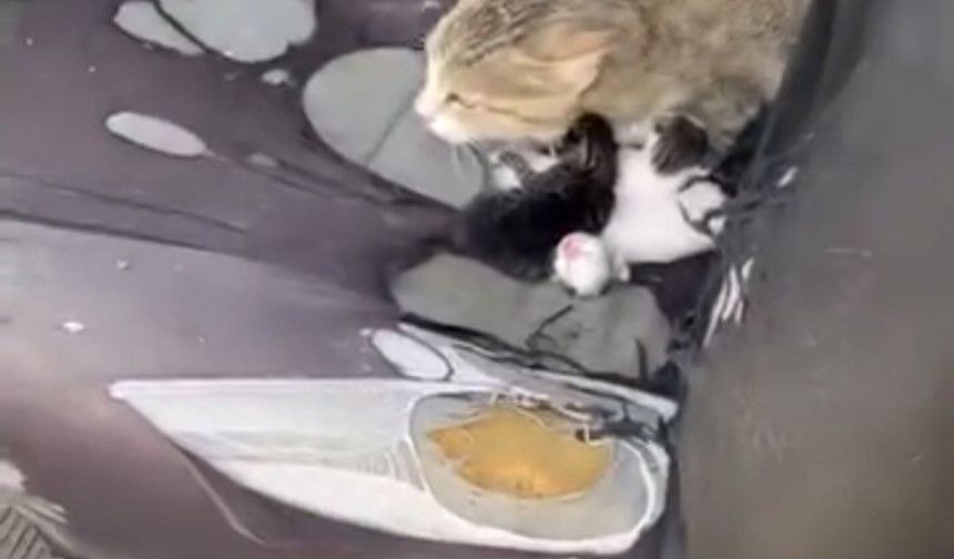 Otomobilin içinde yavruladı