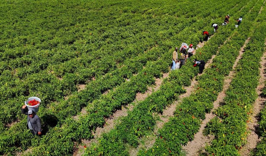 Tarım işçilerinin sıcakta ekmek parası mücadelesi
