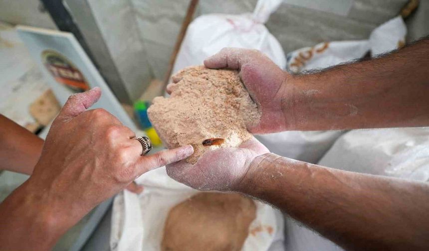 Un fabrikasında şoke eden görüntü: 30 ton böceklenmiş bozuk un ele geçirildi