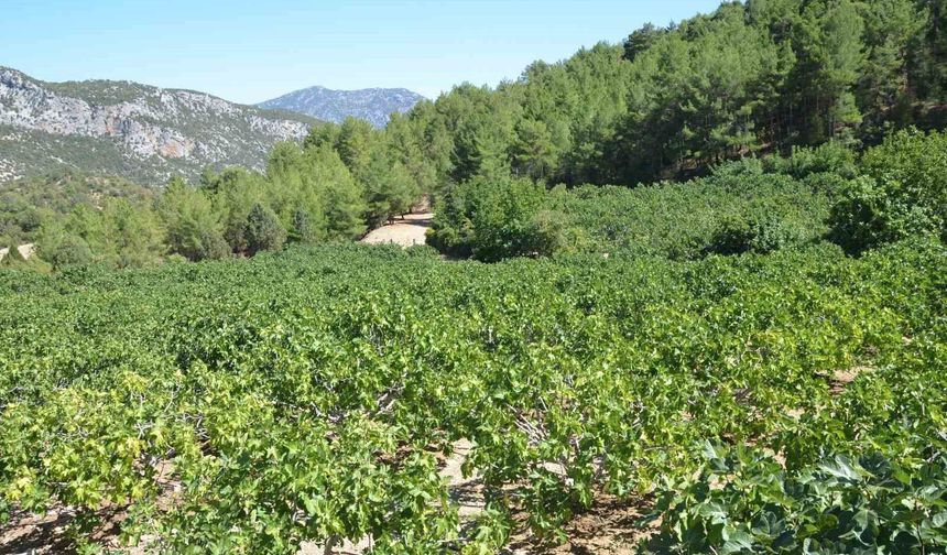 Yağmur, dolu ve sıcaklık siyah incirde rekolte kaybına neden oldu