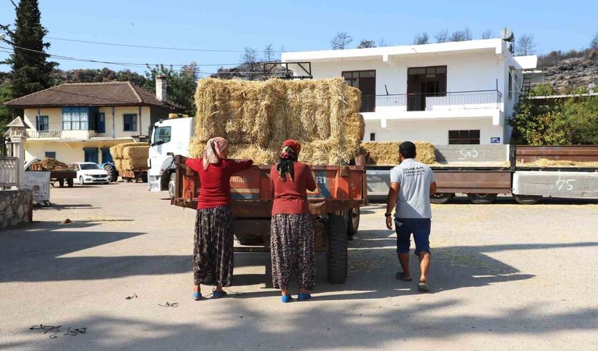 Aksu'da yangından etkilenen bölgelere saman desteği
