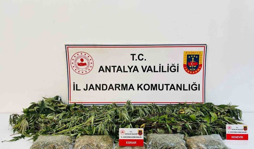 Alanya'da uyuşturucu operasyonunda 24 kök kenevir ve 2 kilo 642 gram esrar ele geçirildi