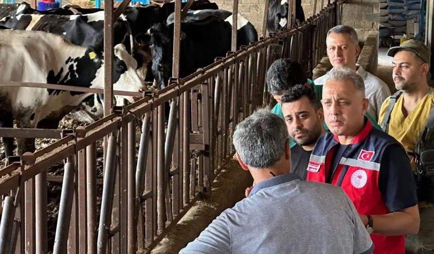 Altınözü'nde hastalıktan ari işletme sayısının artırılması için çalışma yürütülüyor