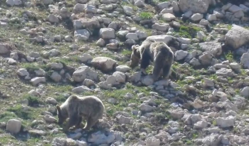 Antalya'nın 2 bin 500 rakımlı yaylasında ayıların kar keyfi kamerada