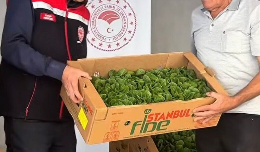 Burdur'da üreticilere 164 bin 500 marul fidesi dağıtıldı